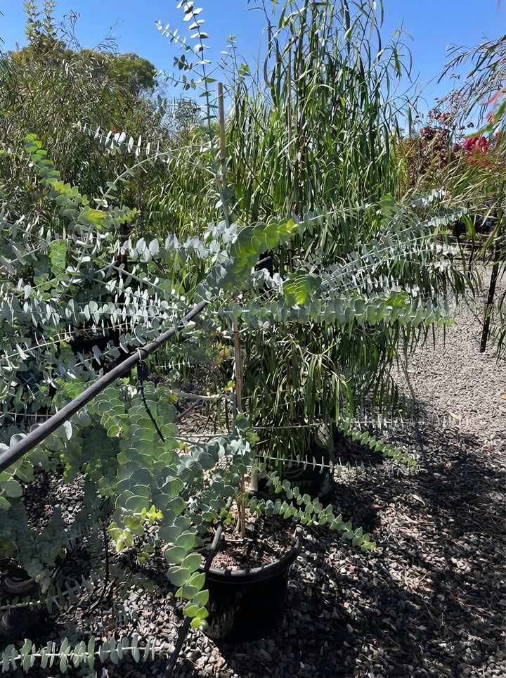 Eucalyptus Pulverulenta &