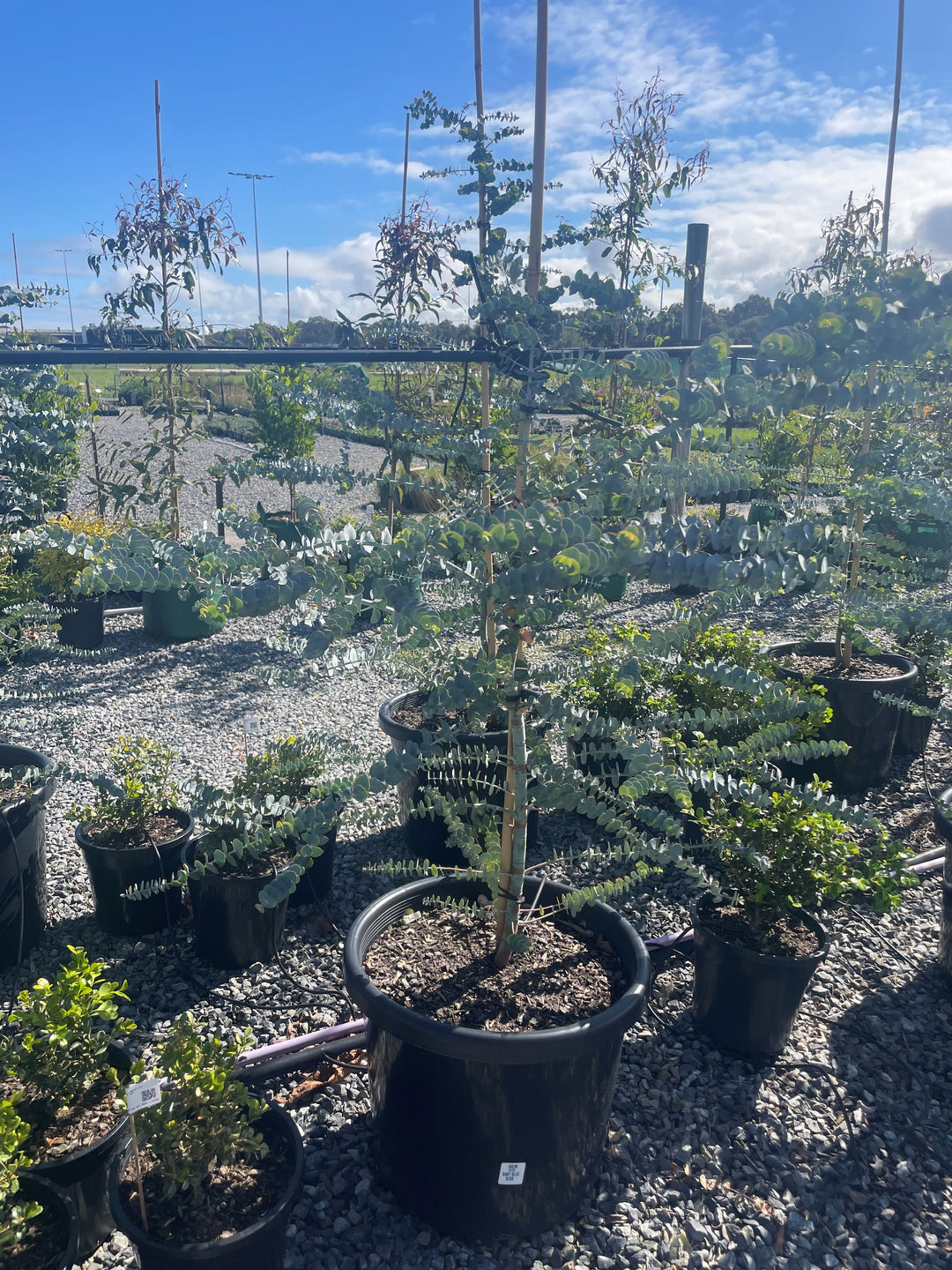 Eucalyptus Pulverulenta &