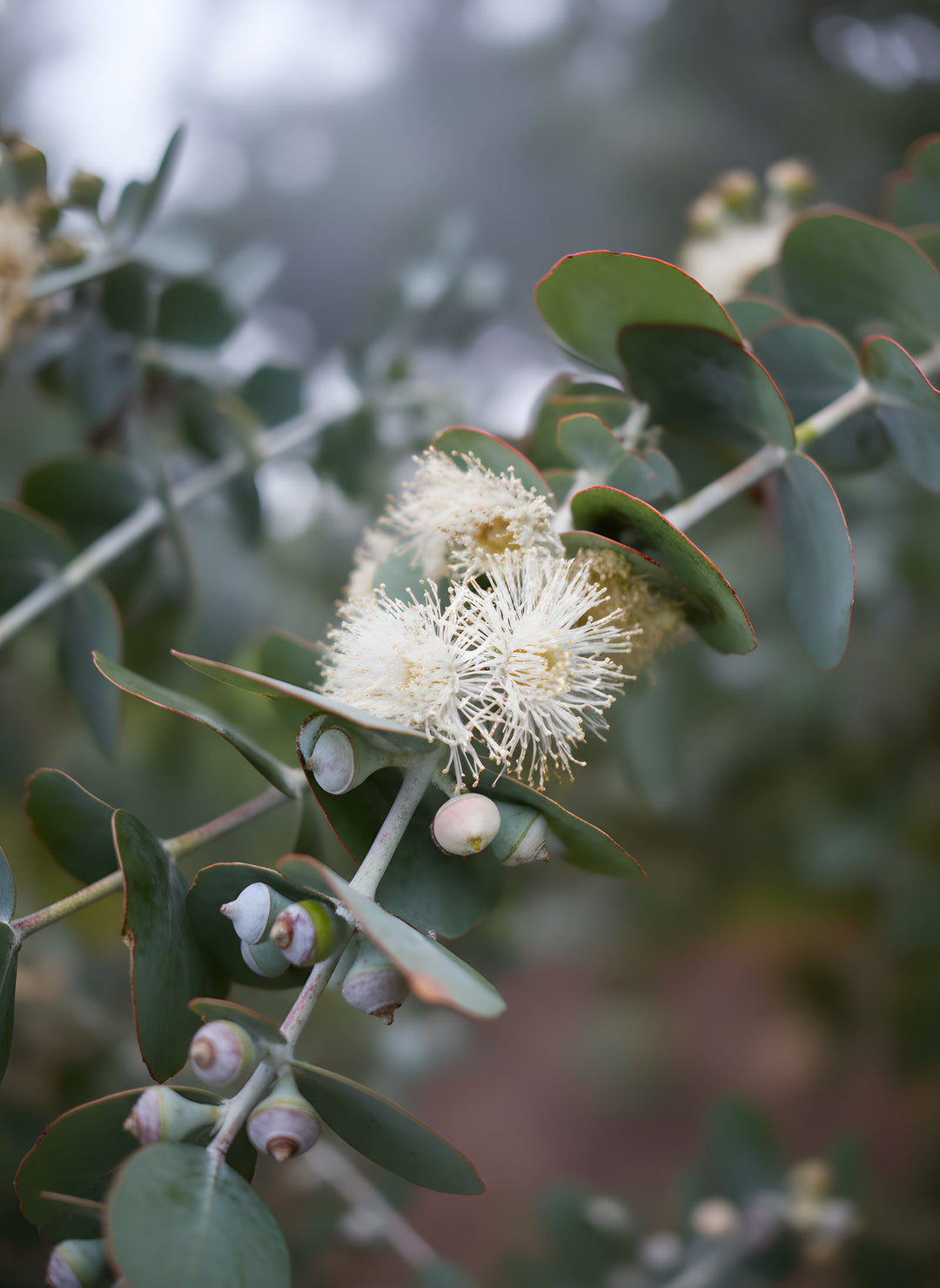 Eucalyptus Pulverulenta &
