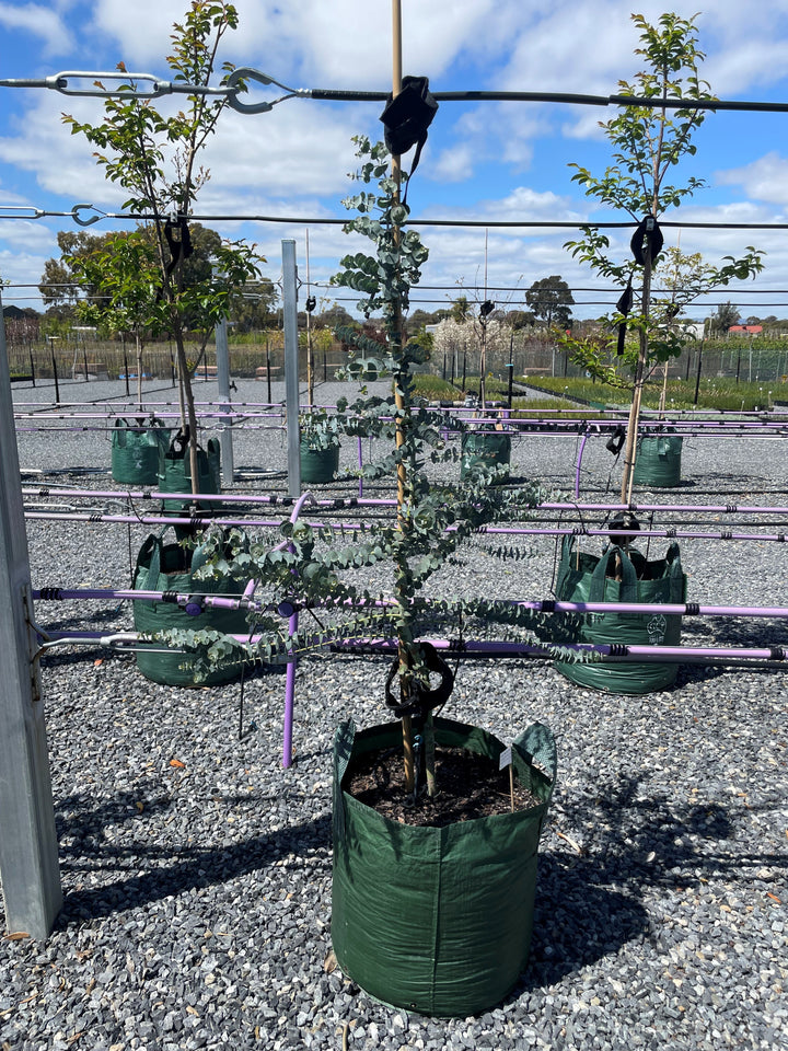 Eucalyptus Pulverulenta &