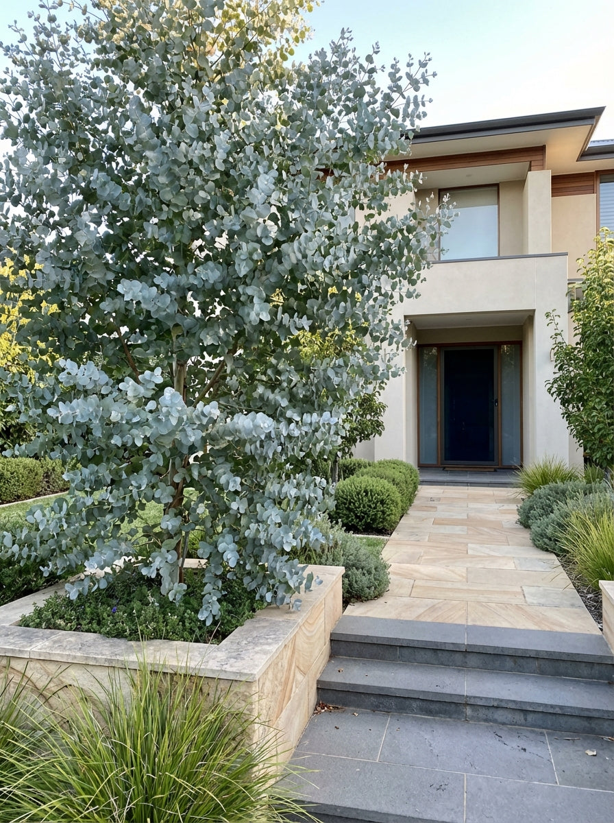 Eucalyptus Pulverulenta 'Baby Blue' 250mm Pot for sale Adelaide Plant Co