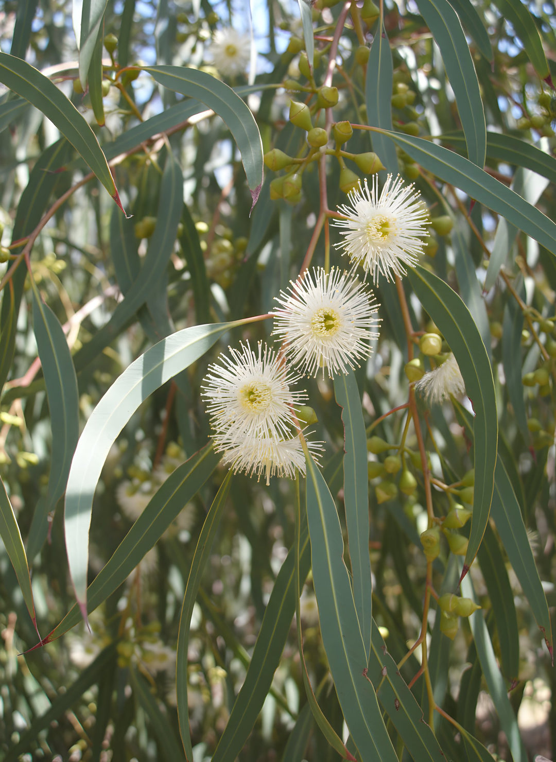 Eucalyptus Scoparia 300mm Pot for sale Adelaide Plant Co