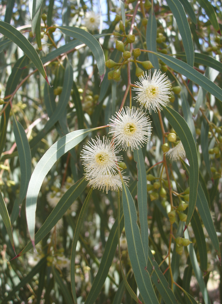 Eucalyptus Scoparia