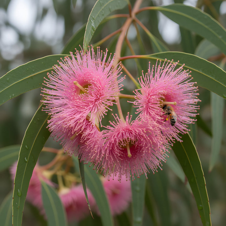 Eucalyptus Sideroxylon Rosea 200mm Pot for sale Adelaide Plant Co