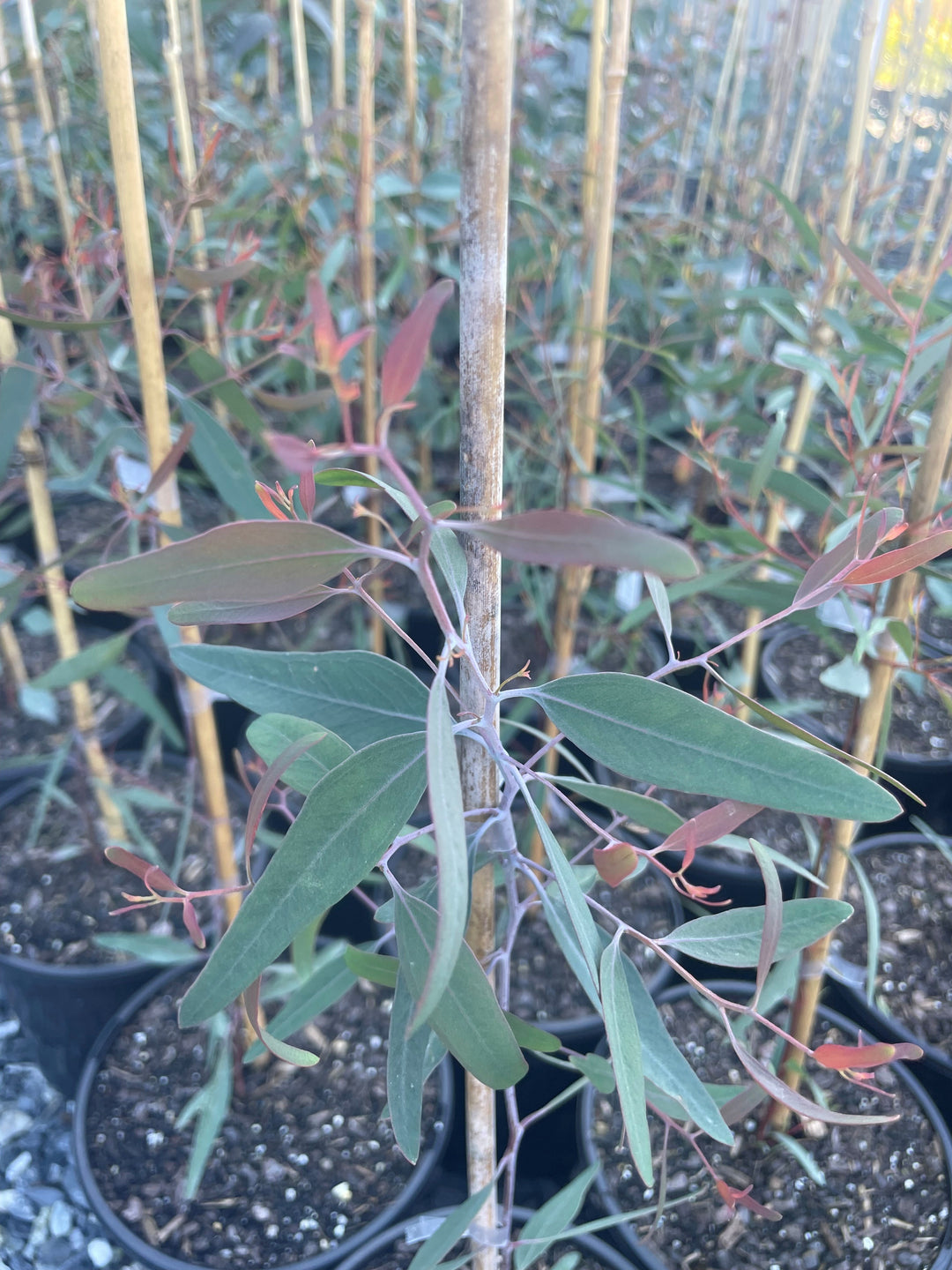 Eucalyptus Sideroxylon Rosea