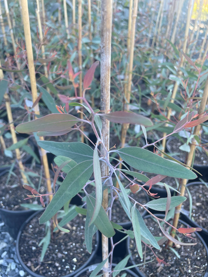 Eucalyptus Sideroxylon Rosea