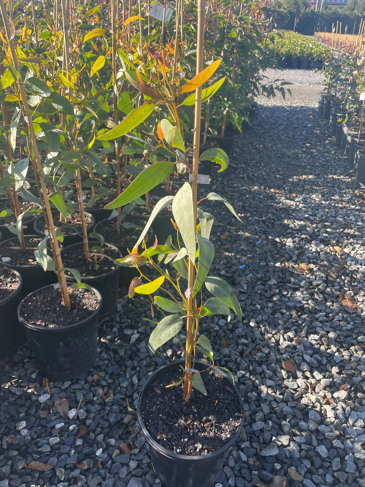 Eucalyptus Torquata 200mm Pot for sale Adelaide Plant Co