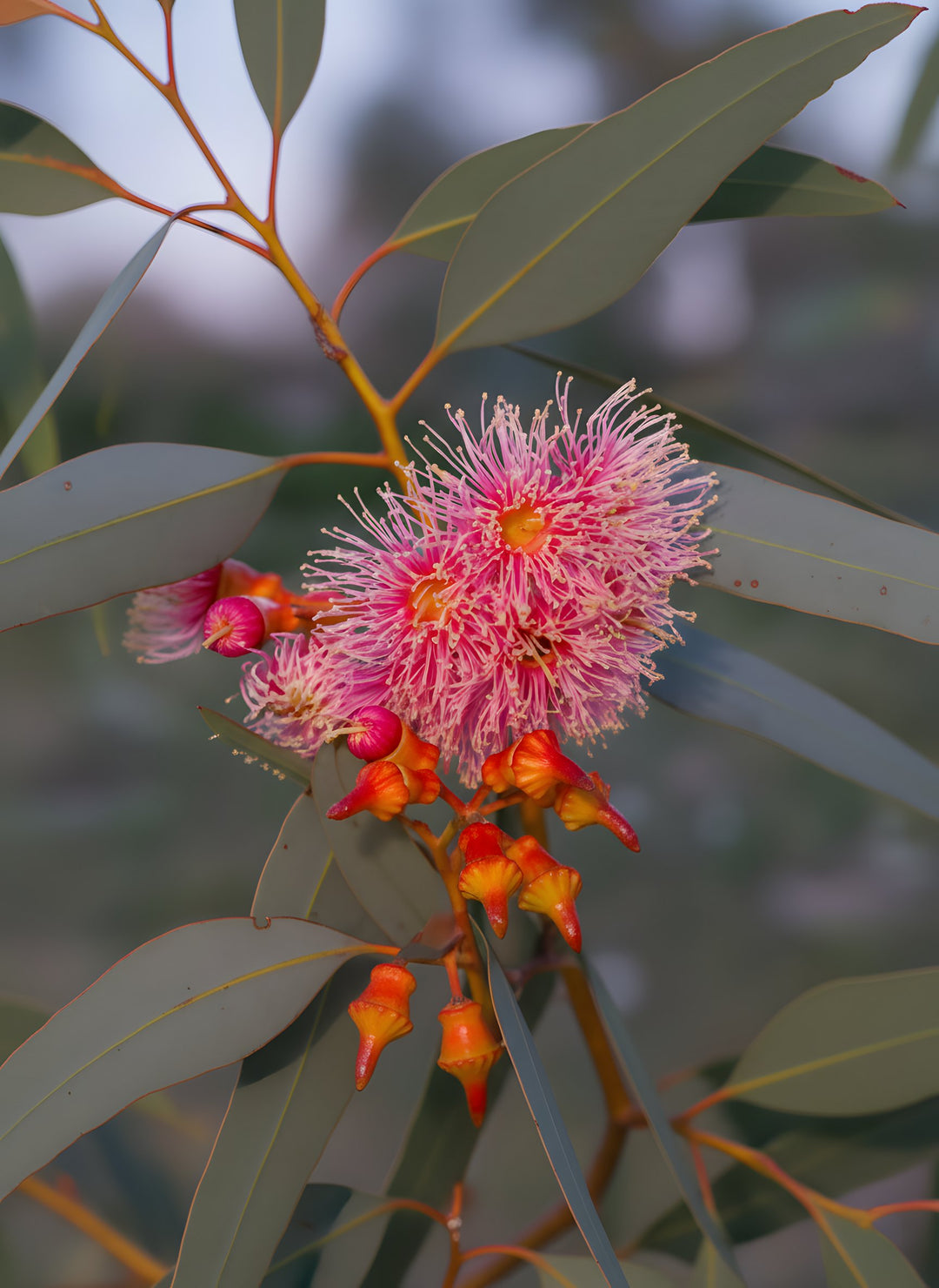 Eucalyptus Torquata 300mm Pot for sale Adelaide Plant Co