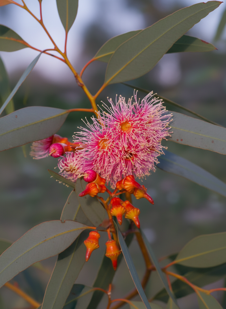 Eucalyptus Torquata 300mm Pot for sale Adelaide Plant Co