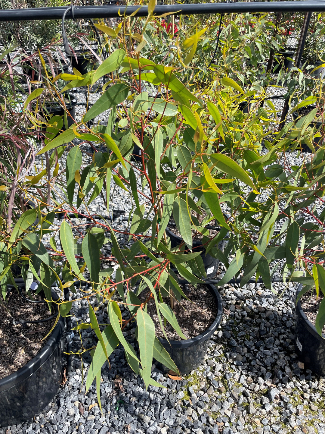 Eucalyptus Torquata 300mm Pot for sale Adelaide Plant Co