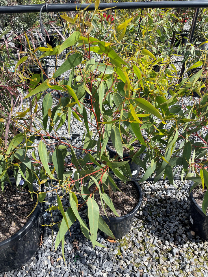 Eucalyptus Torquata 300mm Pot for sale Adelaide Plant Co