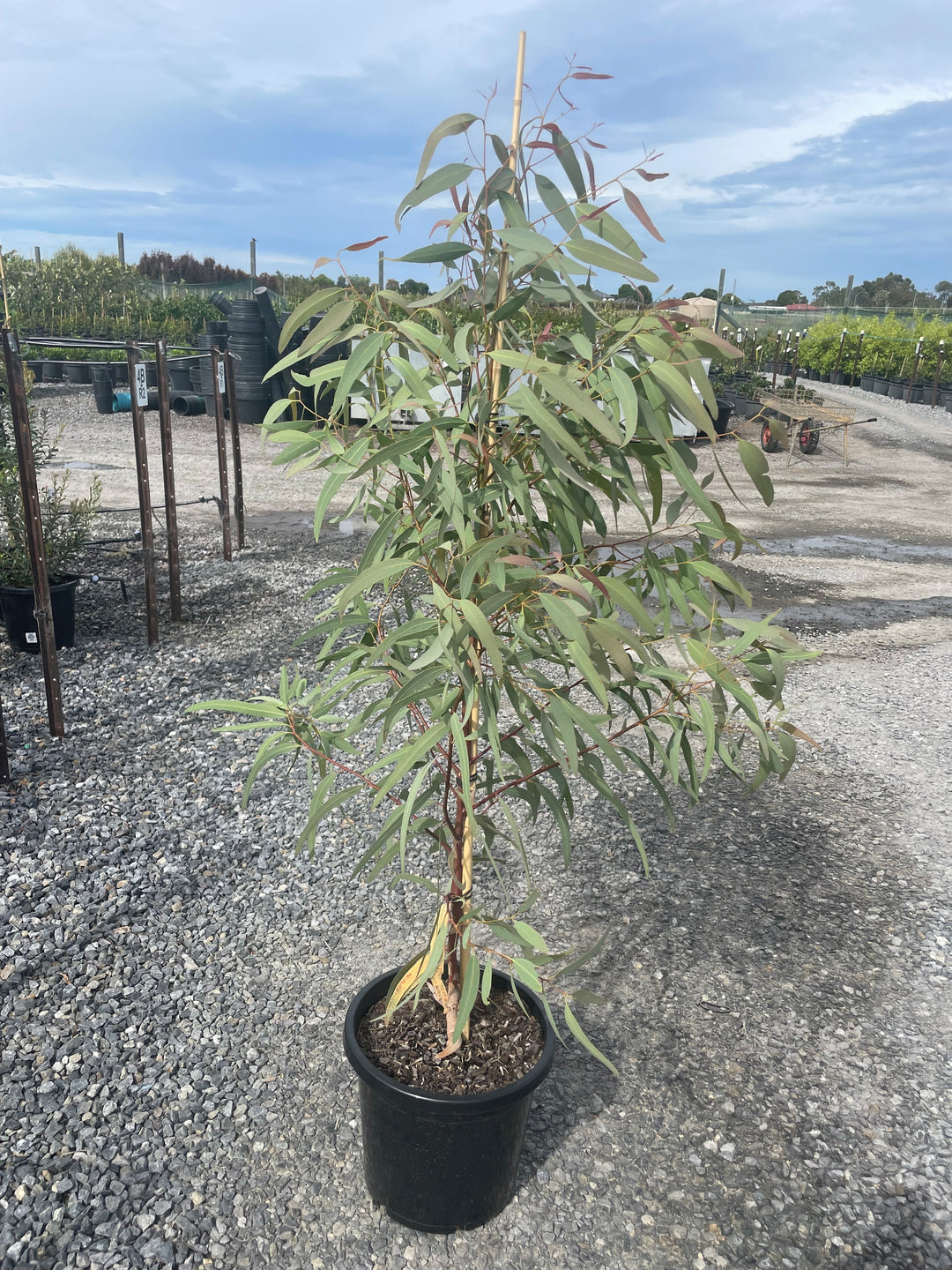 Eucalyptus victrix 300mm Pot for sale Adelaide Plant Co