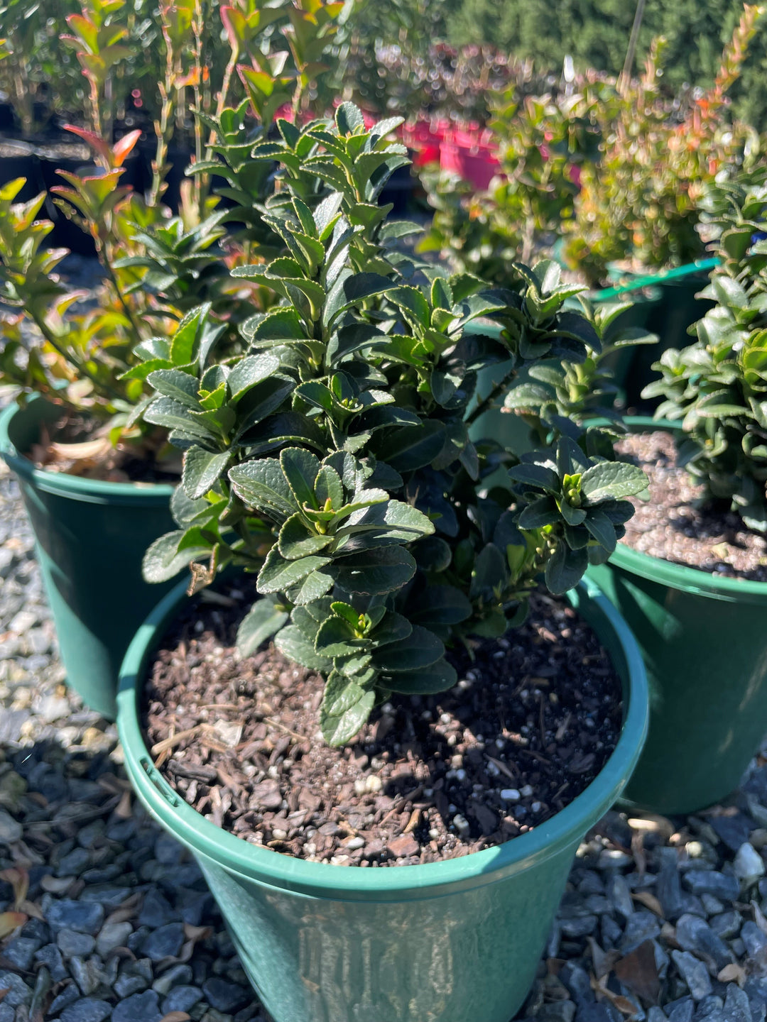 Euonymus Japonicus 'Green Rocket'