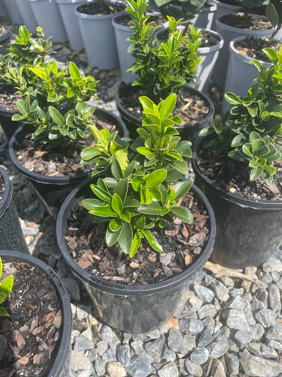Euonymus Japonicus Microphyllus &
