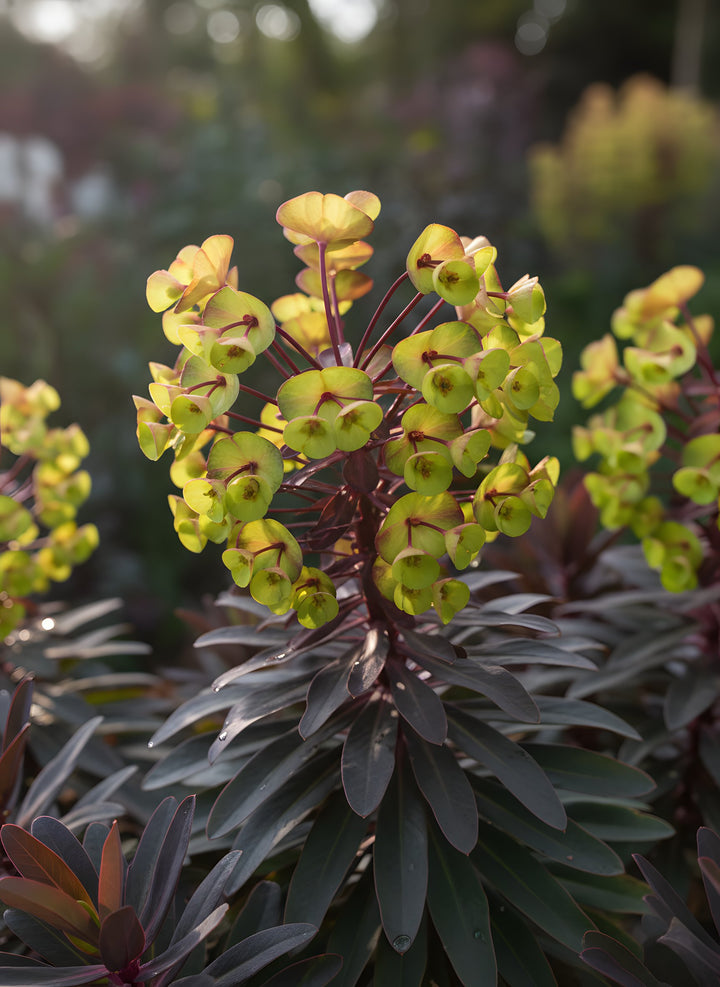 Euphorbia amygdaloides &
