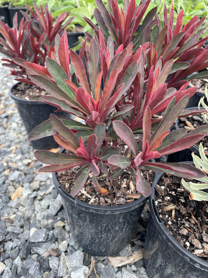 Euphorbia amygdaloides &