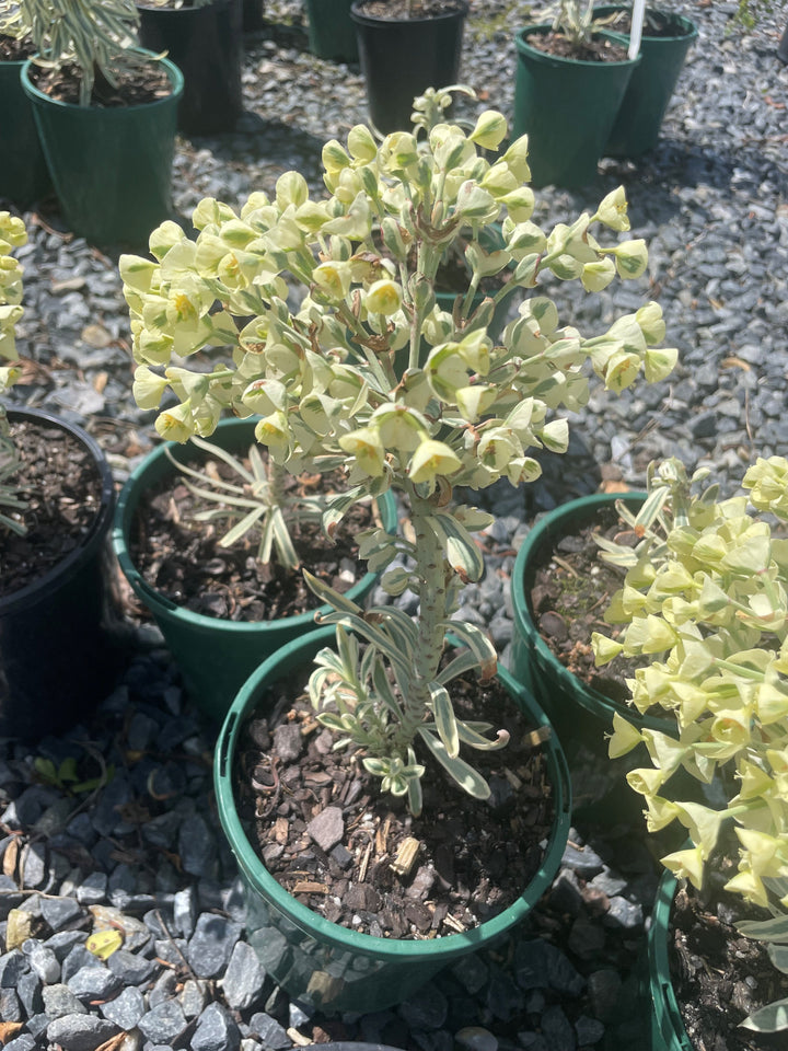 Euphorbia characias 'Tasmanian Tiger'