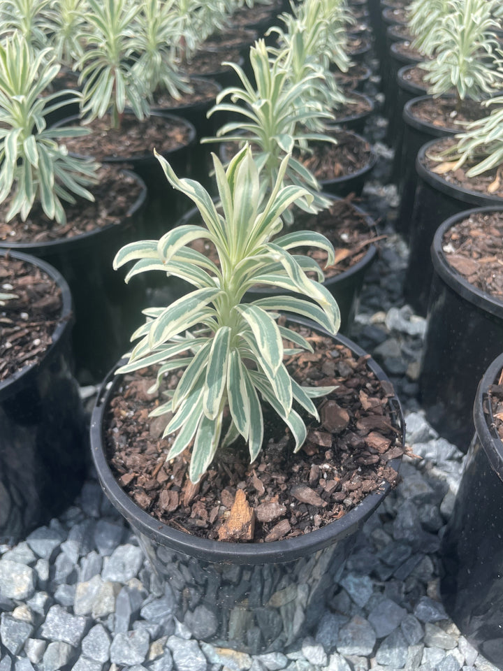 Euphorbia characias 'Tasmanian Tiger'
