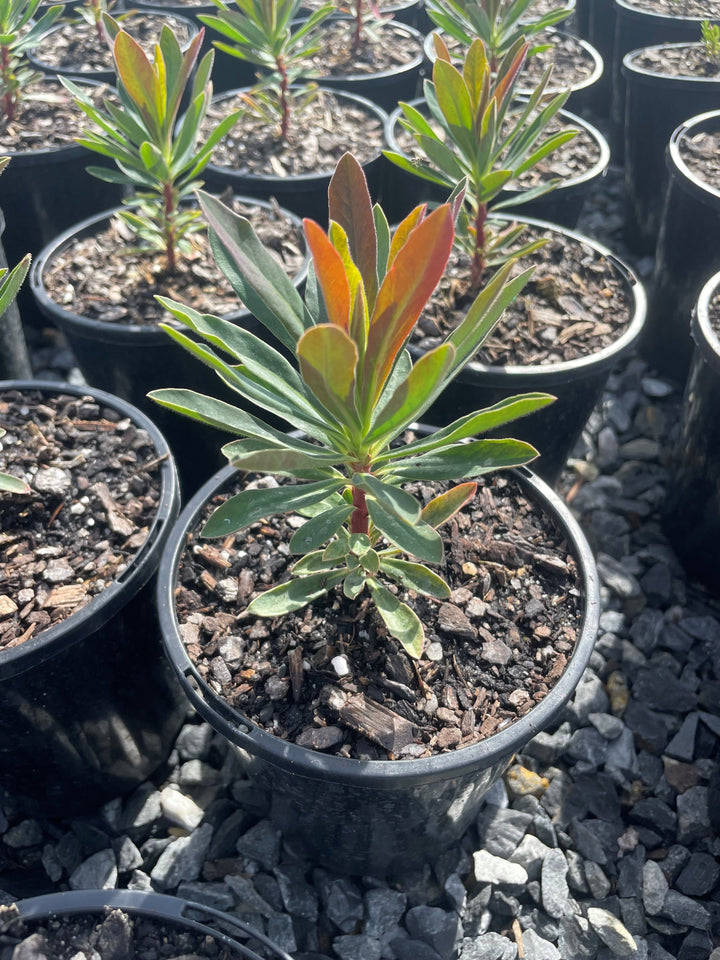 Euphorbia Martinii 'Baby Charm'
