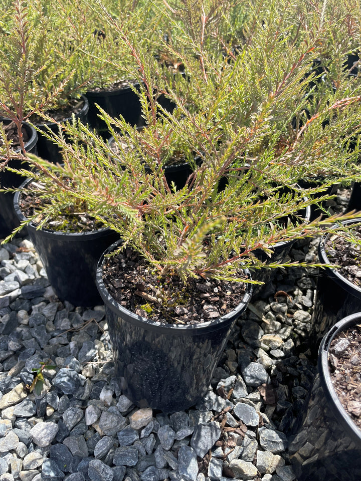 Eutaxia obovata for sale Adelaide Plant Co