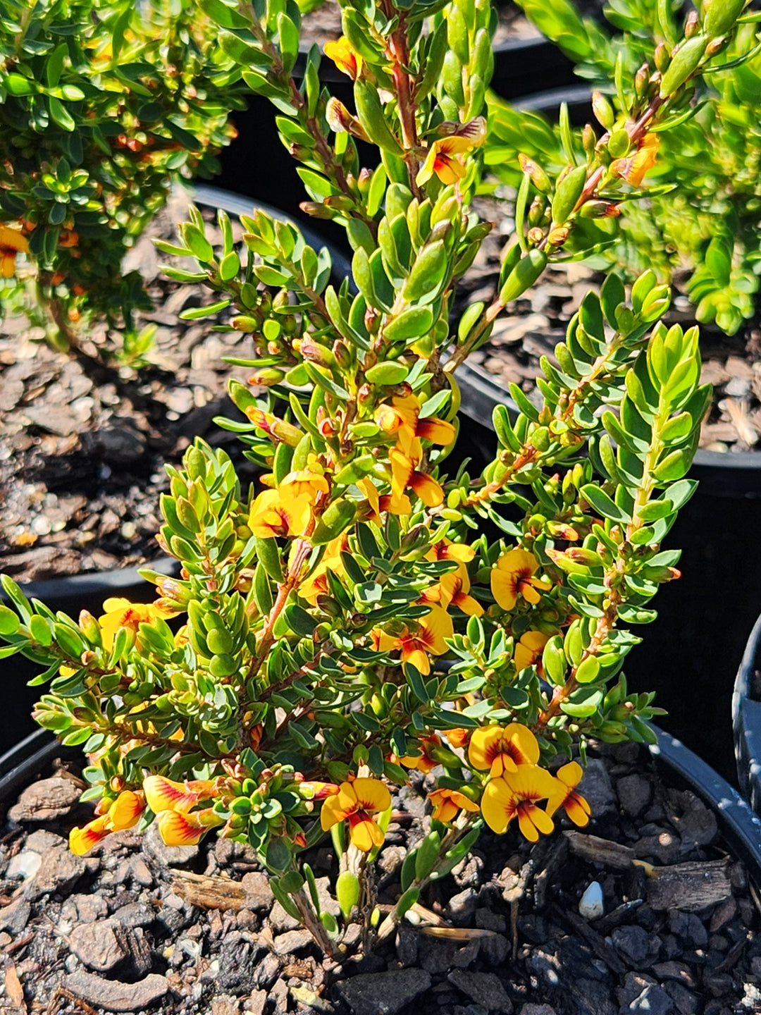 Eutaxia Obovata Nana 140mm Pot for sale Adelaide Plant Co