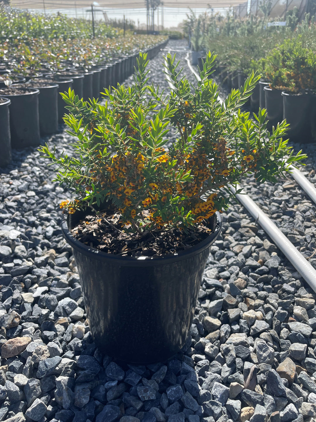 Eutaxia Obovata Nana 200mm Pot for sale Adelaide Plant Co