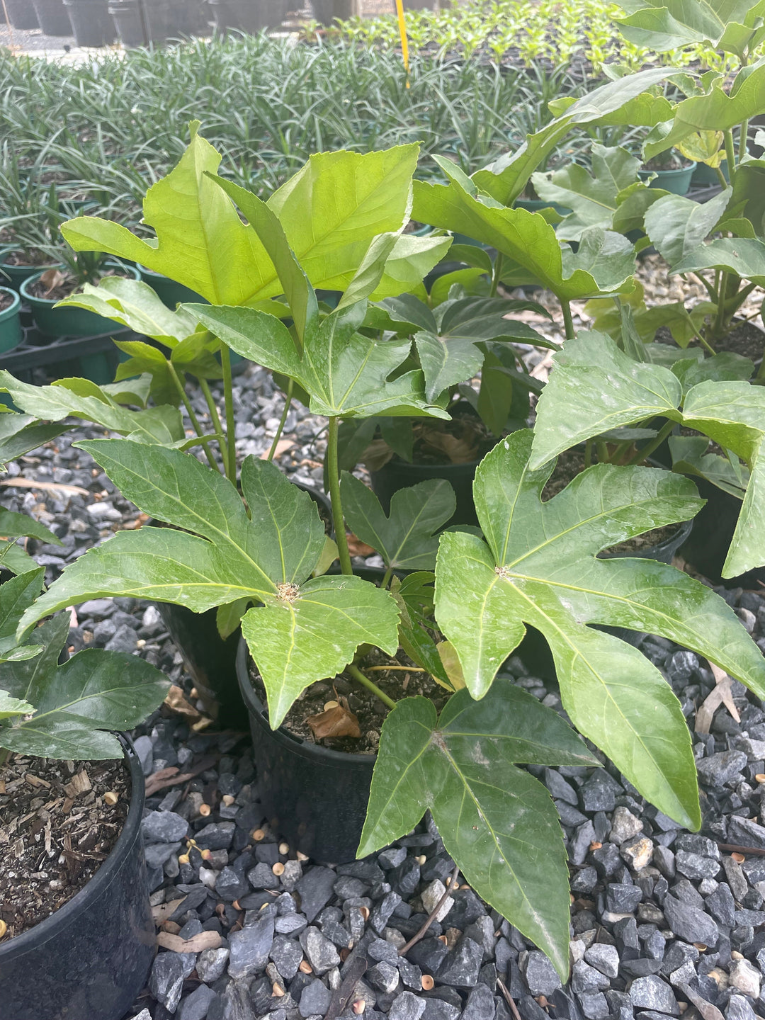 Fatsia Japonica for sale Adelaide Plant Co