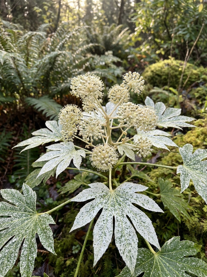 Fatsia japonica &