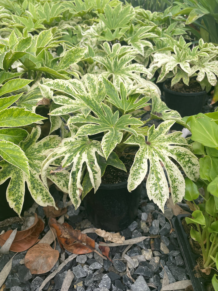 Fatsia japonica &