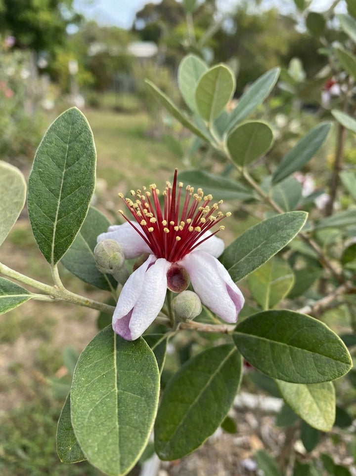 Feijoa sellowiana 200mm Pot for sale Adelaide Plant Co