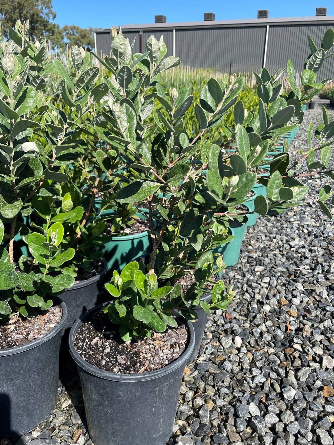 Feijoa sellowiana for sale Adelaide Plant Co