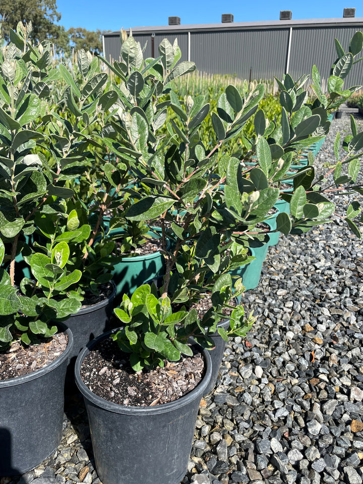 Feijoa sellowiana for sale Adelaide Plant Co