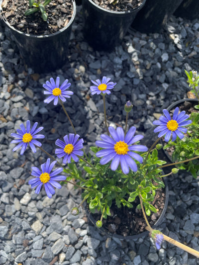 Felicia Amelloides 140mm Pot for sale Adelaide Plant Co