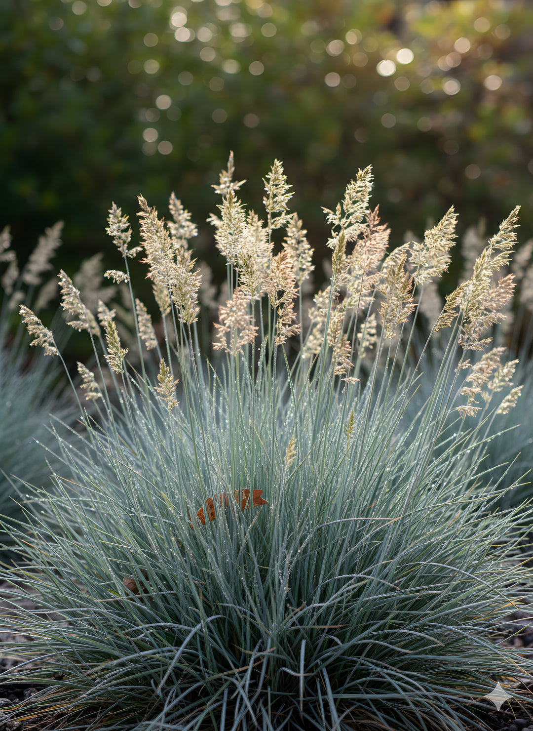 Festuca glauca 140mm Pot for sale Adelaide Plant Co