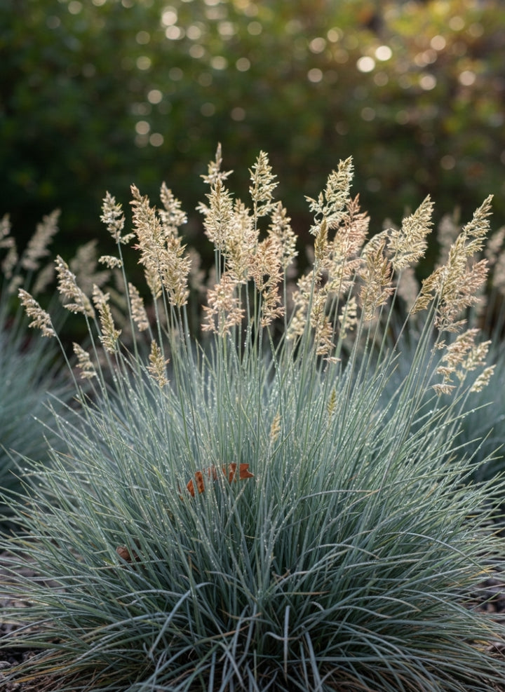 Festuca glauca 140mm Pot for sale Adelaide Plant Co