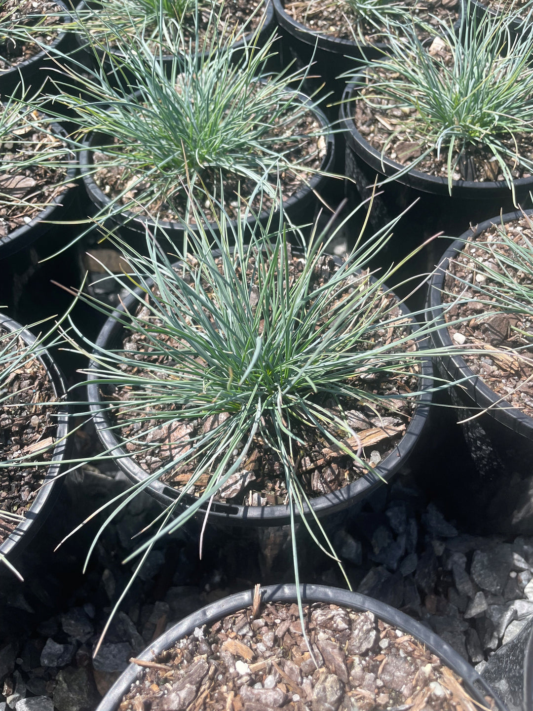 Festuca glauca for sale Adelaide Plant Co