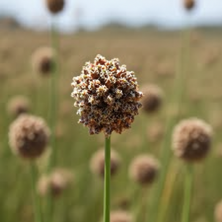 Ficinia Nodosa 'Knobby Club Rush'