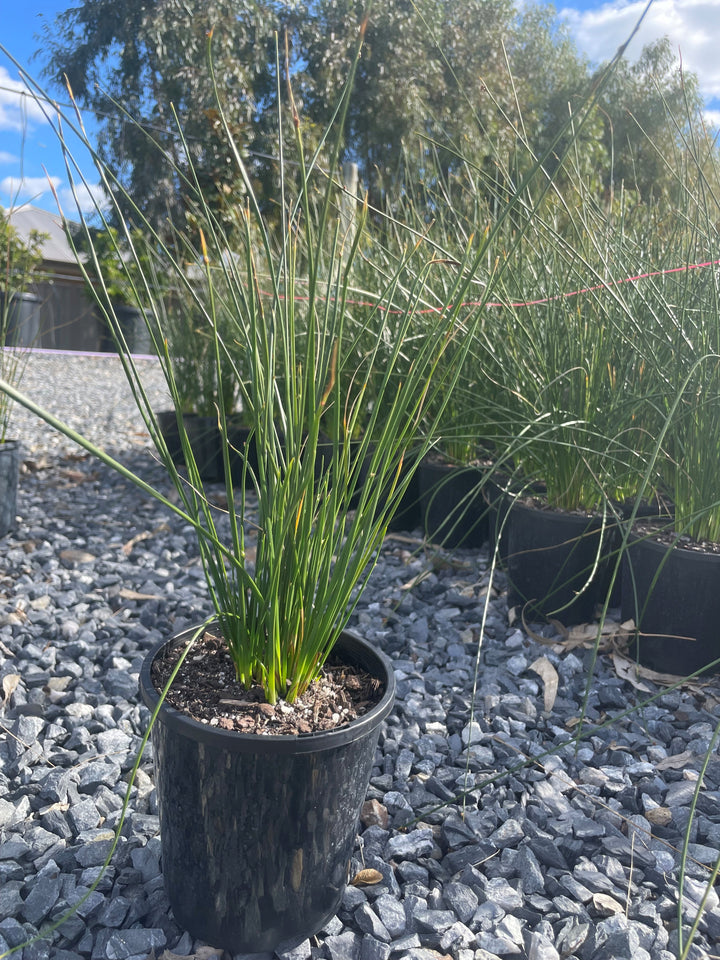 Ficinia Nodosa 'Knobby Club Rush'