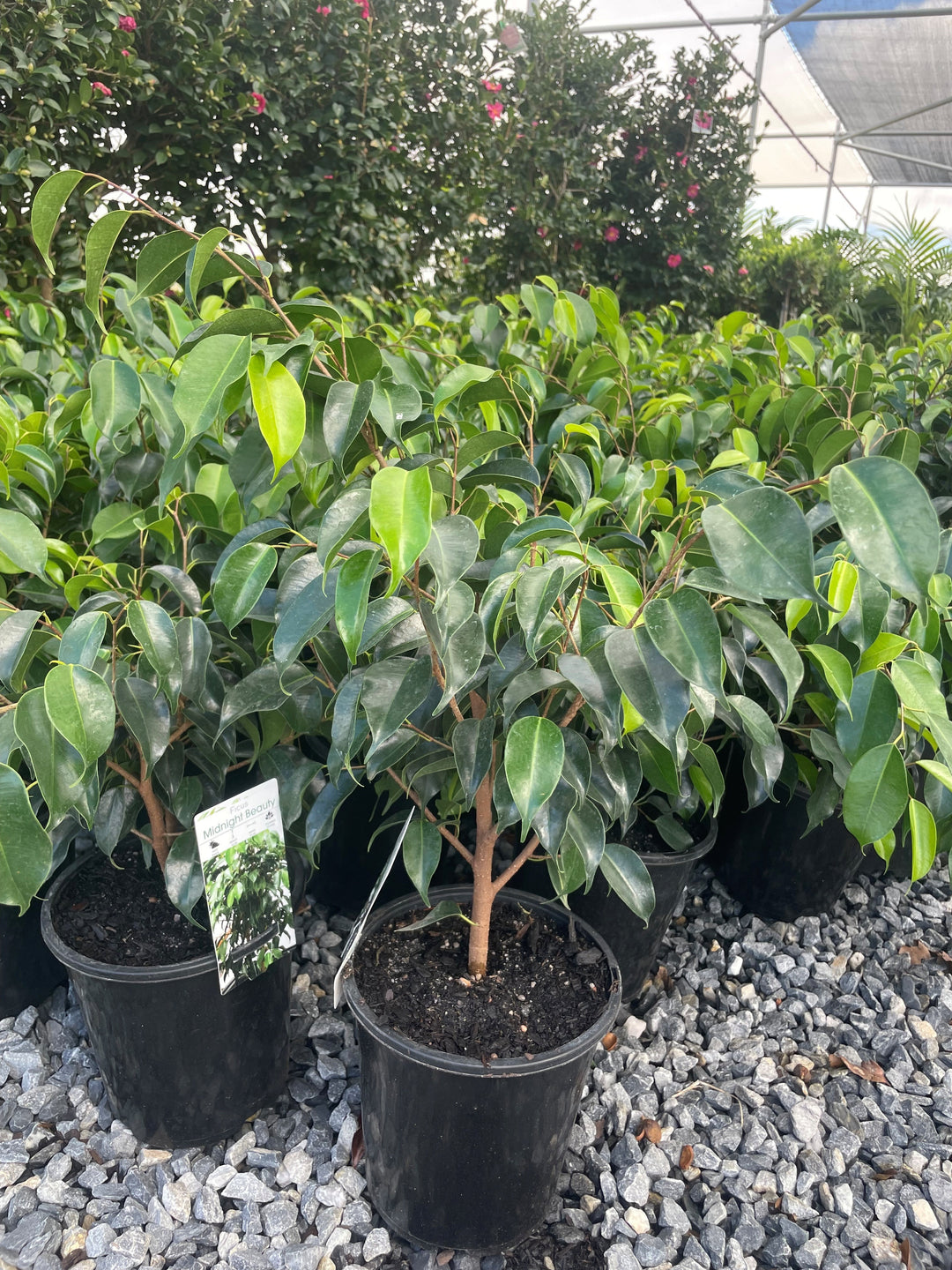 Ficus benjamina 'Midnight Beauty' 170mm Pot for sale Adelaide Plant Co