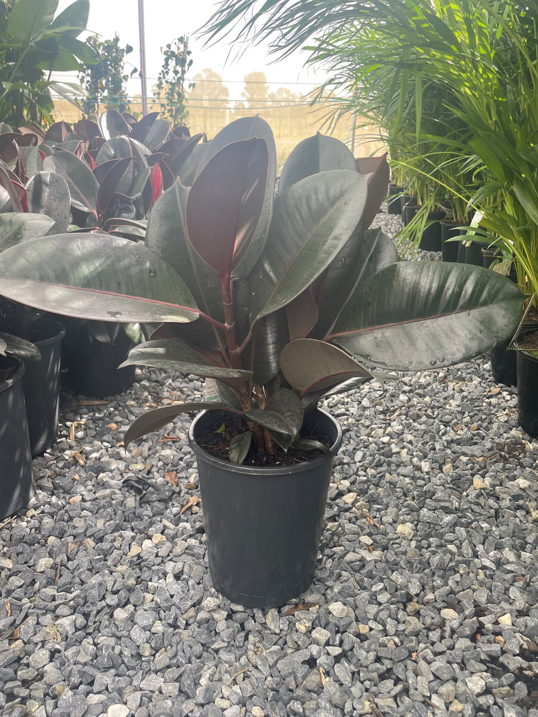 Ficus elastica &