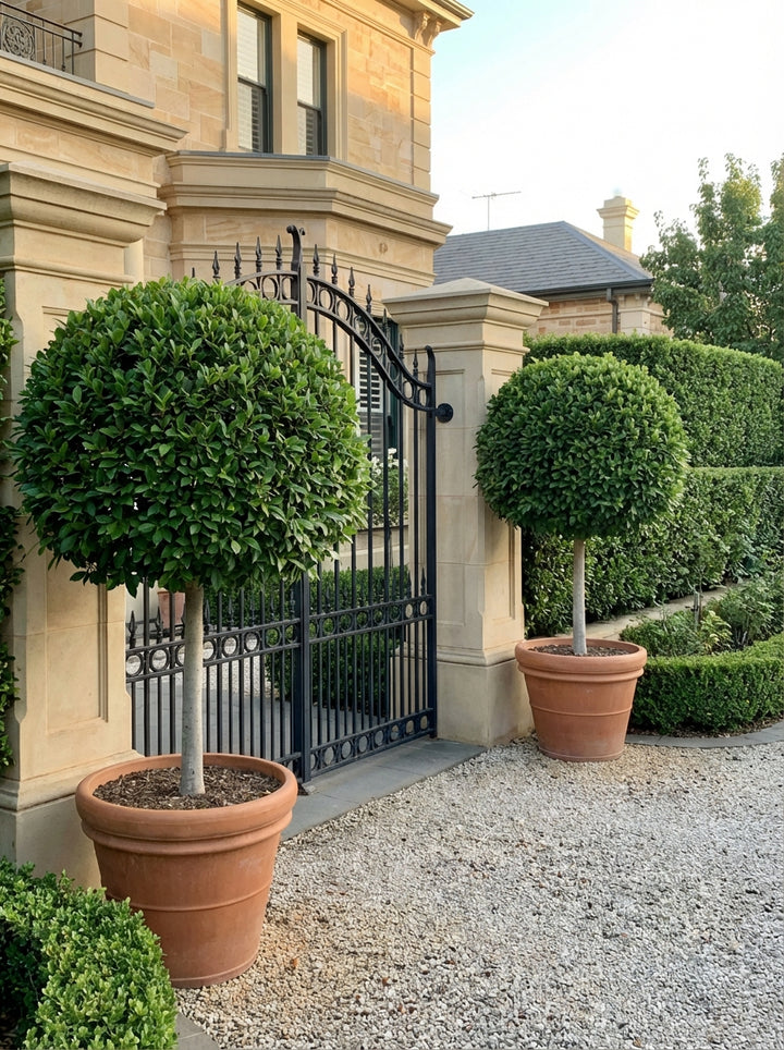 STANDARD / Ficus microcarpa hillii &