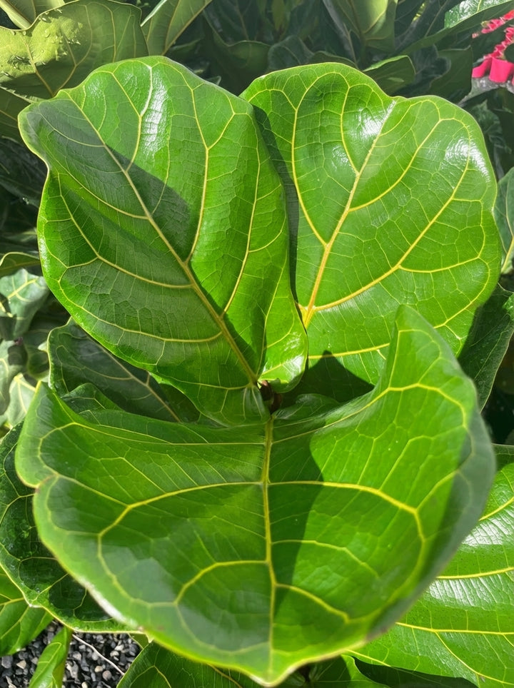 Ficus Lyrata 250mm Pot for sale Adelaide Plant Co