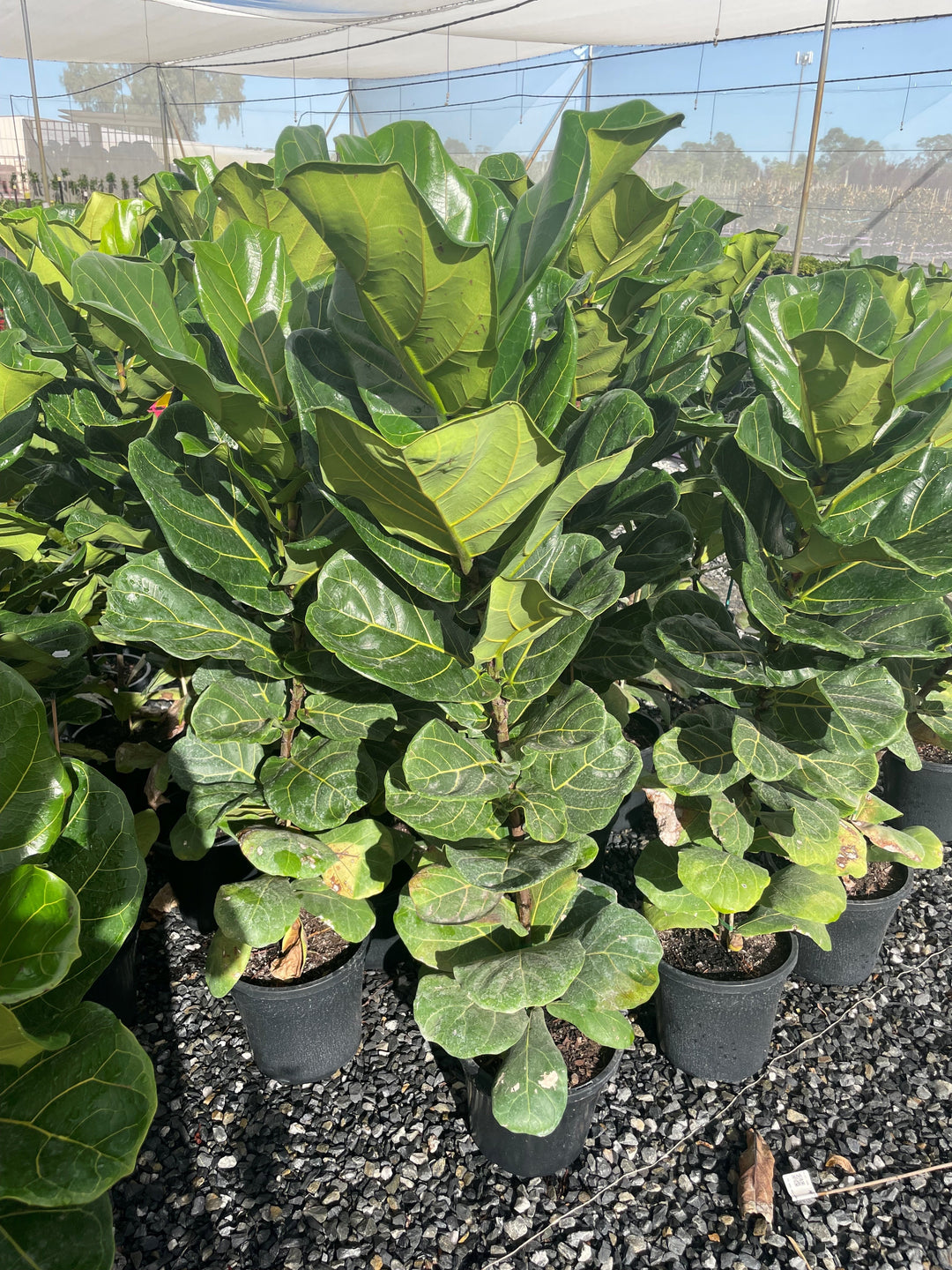 Ficus Lyrata 250mm Pot for sale Adelaide Plant Co
