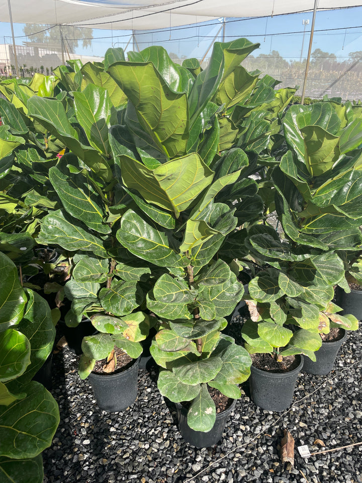 Ficus Lyrata 250mm Pot for sale Adelaide Plant Co