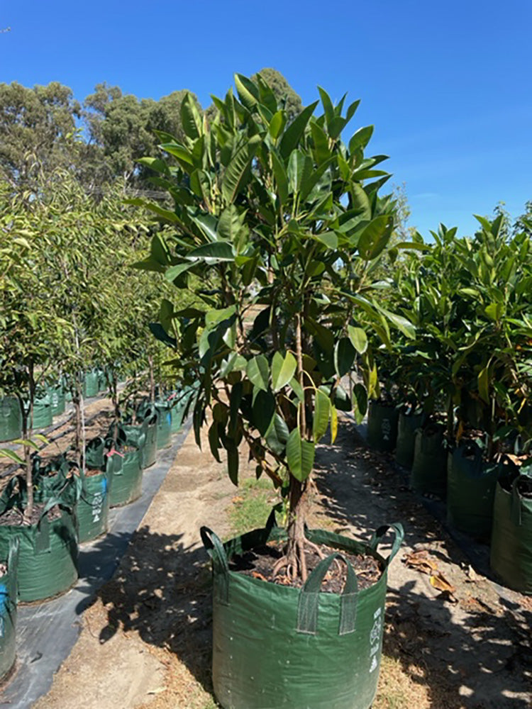 Ficus macrophylla 200L Grow Bag for sale Adelaide Plant Co