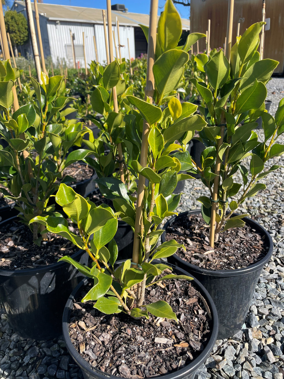 Ficus Microcarpa Hillii 'Flash'