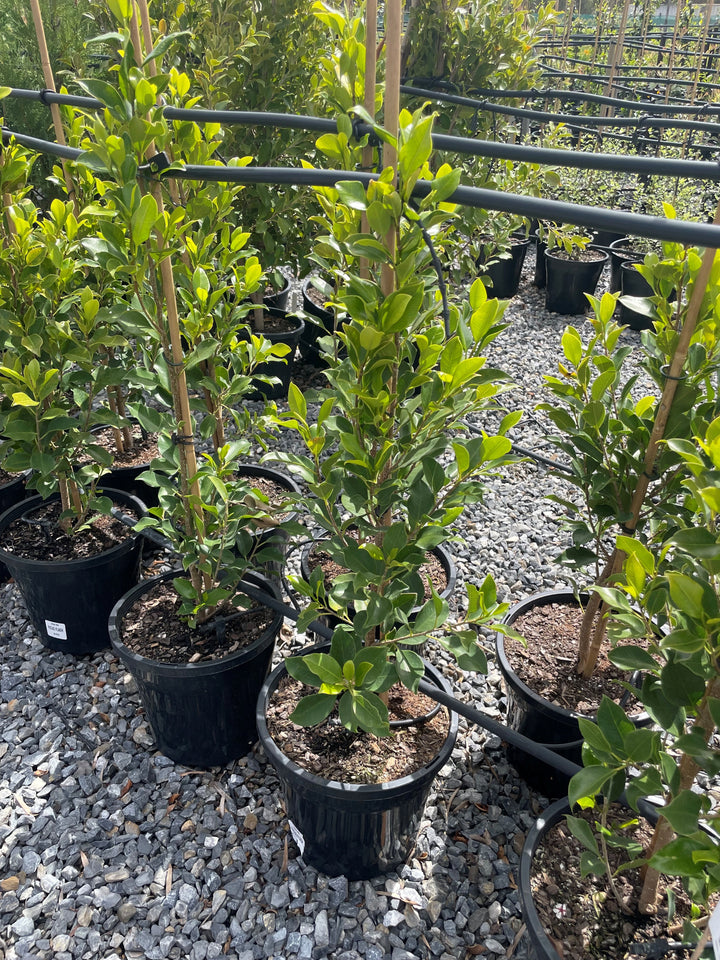 Ficus Microcarpa Hillii 'Flash'