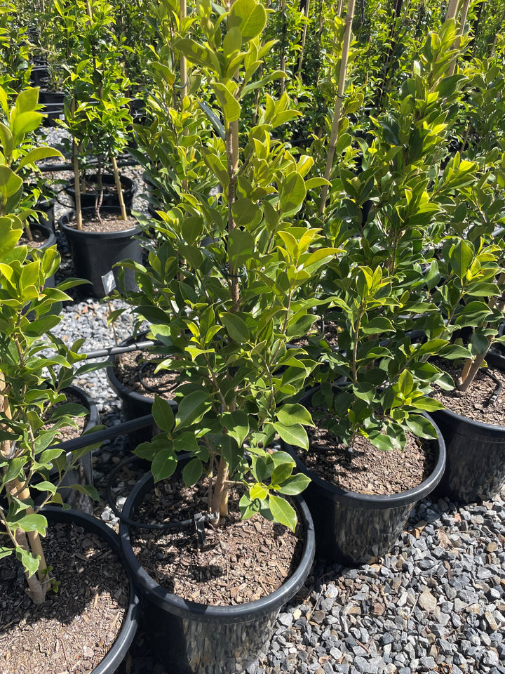 Ficus Microcarpa Hillii 'Flash'