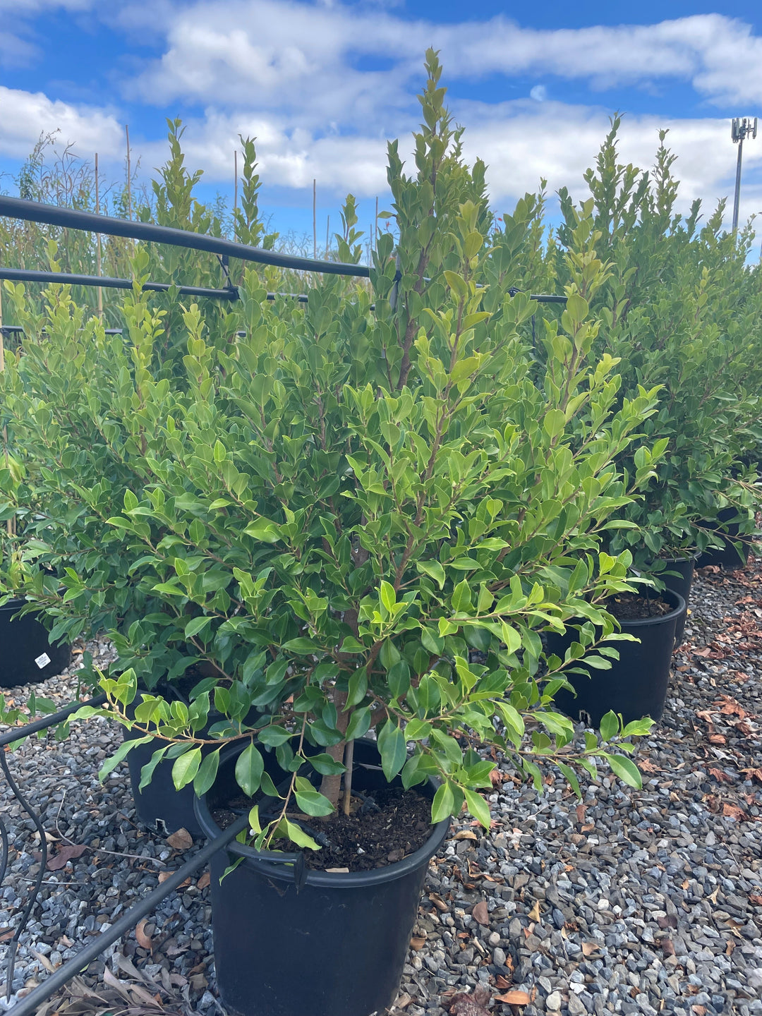 Ficus Microcarpa Hillii &