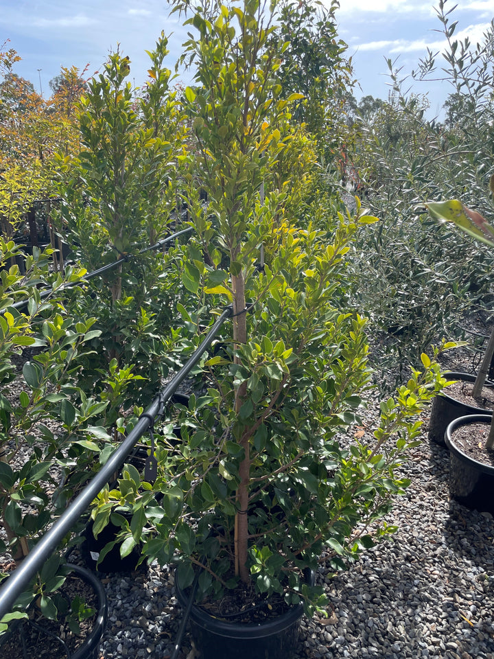 Ficus Microcarpa Hillii 'Flash'